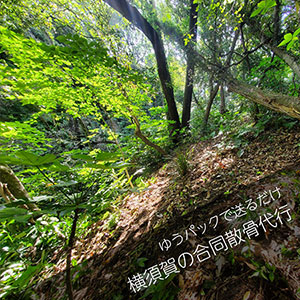 横須賀の森で合同散骨を委託するプラン