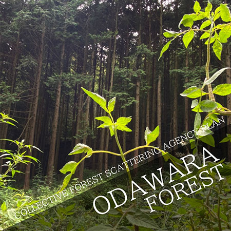 COLLECTIVE FOREST SCATTERING AGENCY PLAN in Odawara