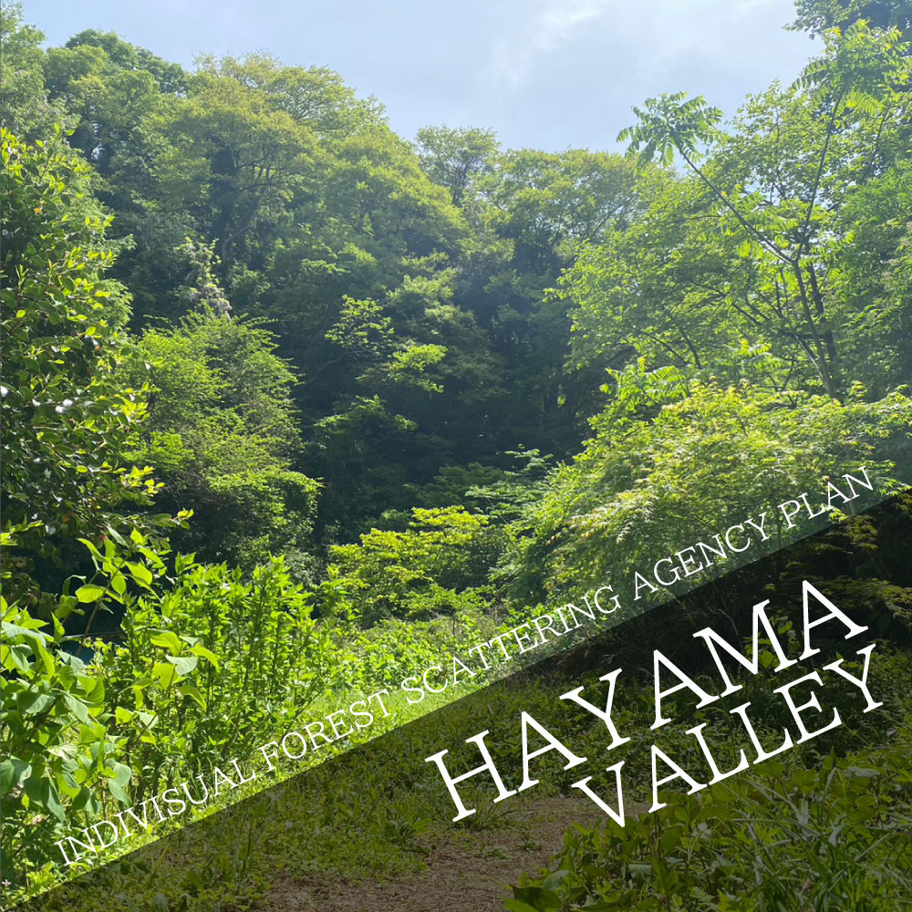INDIVISUAL FOREST SCATTERING AGENCY PLAN Scattering in the valley of Hayama!
