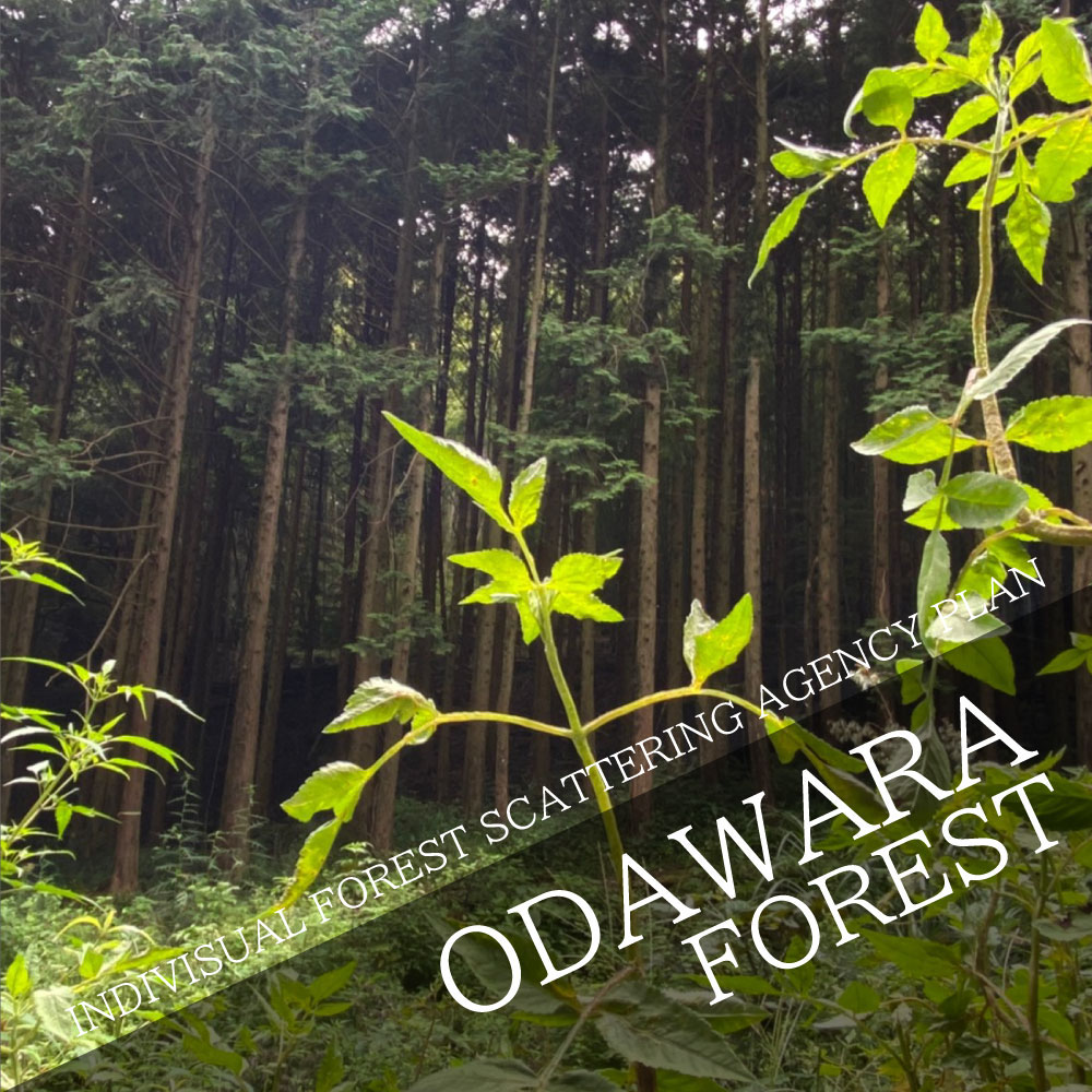 INDIVISUAL FOREST SCATTERING AGENCY PLAN Scattering in the forest of Odawara!