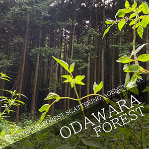 INDIVISUAL FOREST SCATTING AGENCY PLAN in Odawara