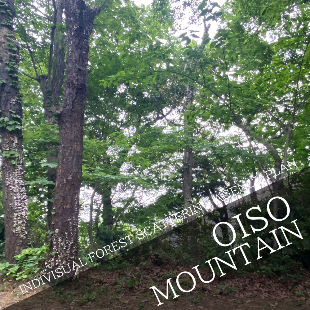 INDIVISUAL FOREST SCATTERING AGENCY PLAN Scattering in the mountains of Oiso!
