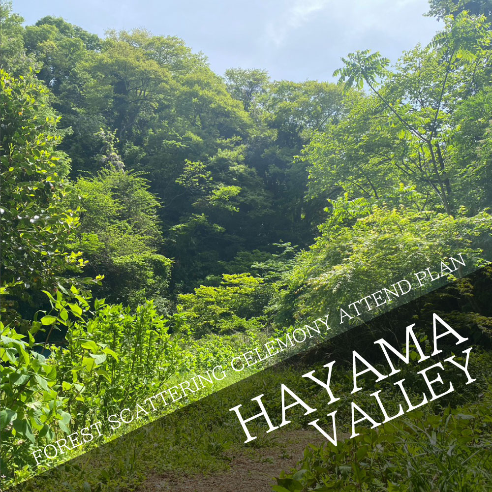 FOREST SCATTERING CELEMONY ATTEND PLAN Scattering in the valley of Hayama!