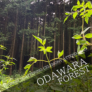 FOREST SCATTERING CELEMONY ATTEND PLAN in Odawara