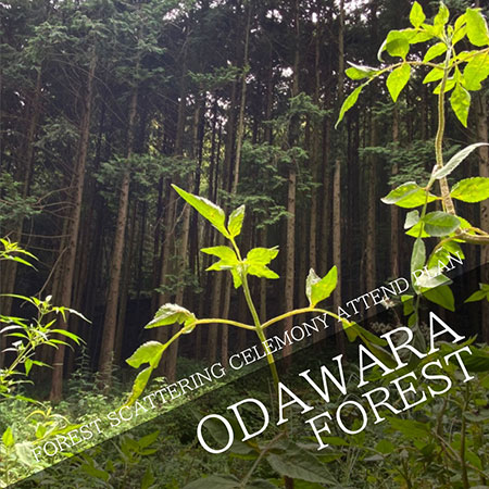FOREST SCATTERING CELEMONY ATTEND PLAN in Odawara