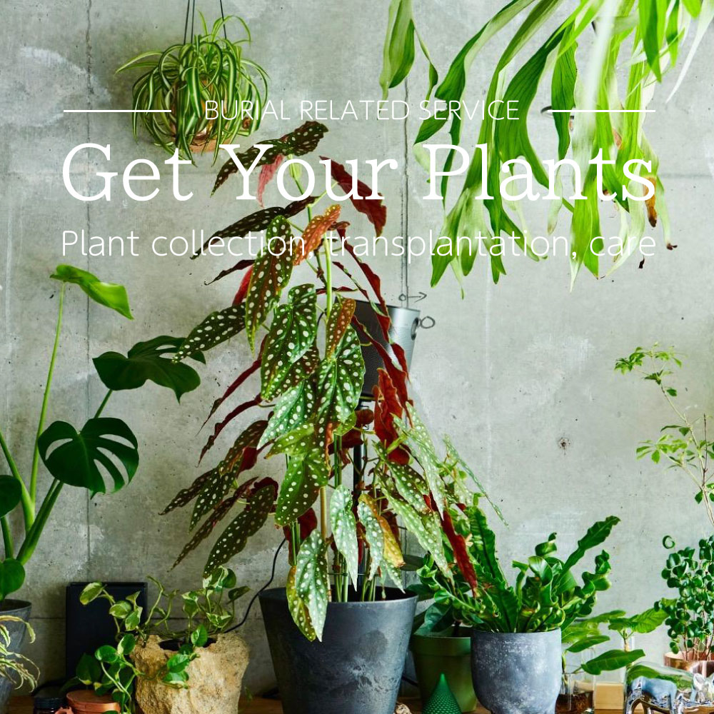 Get your Plant