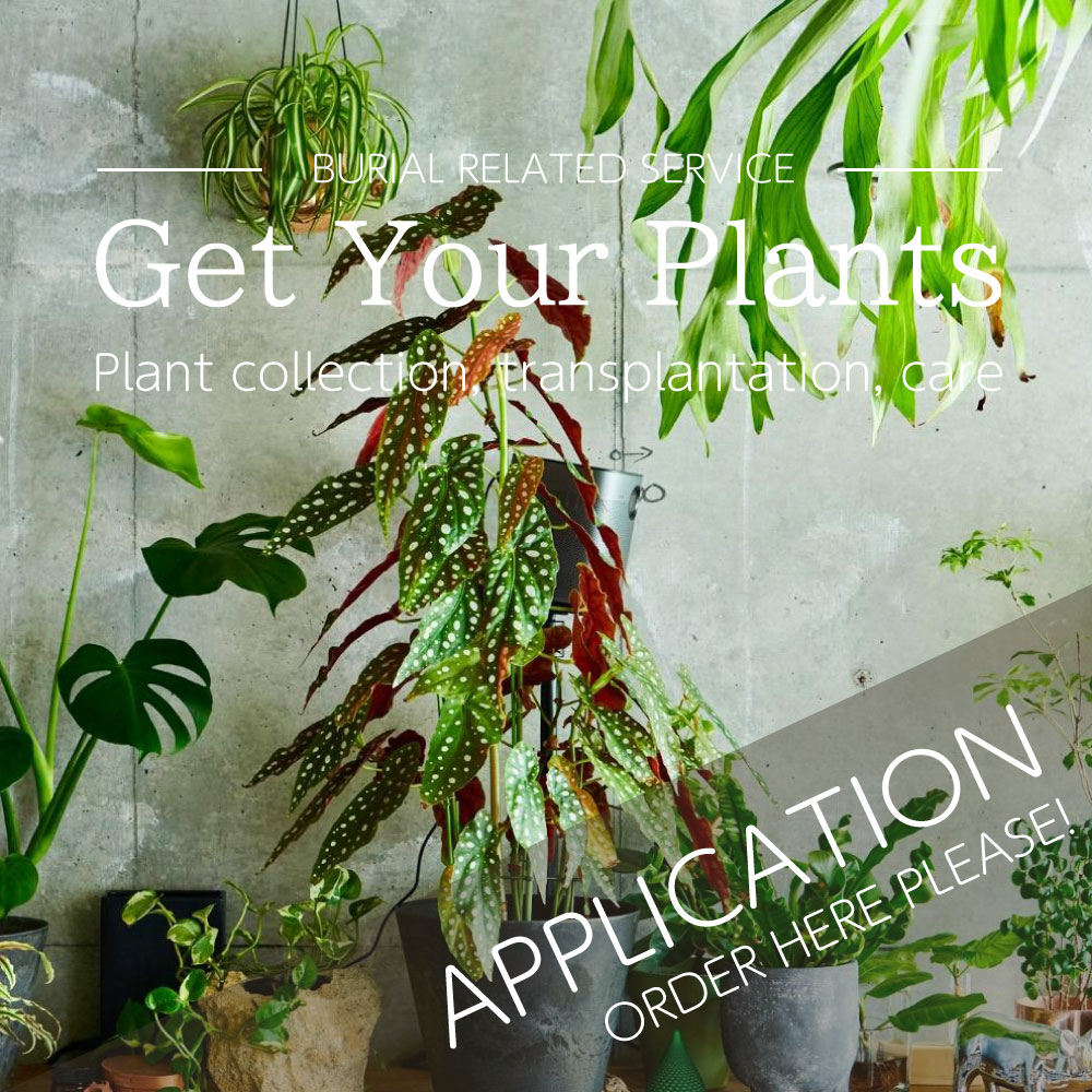 Get your Plant