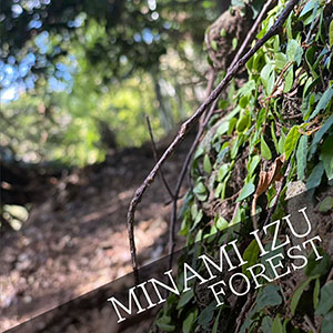 Scattering ash in Minami-izu forest