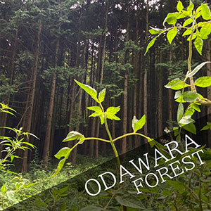 Scattering ash in Odawara forest
