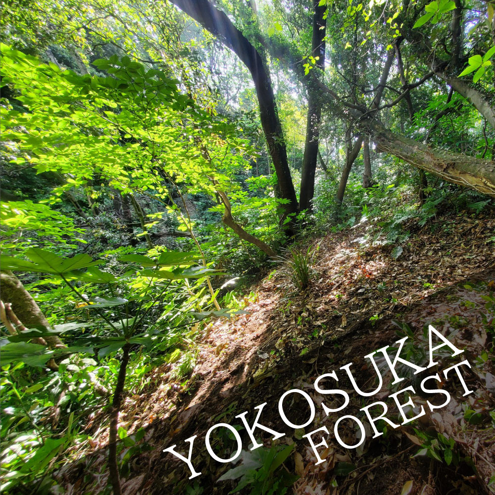 Scattering ash in Yokosuka Forest